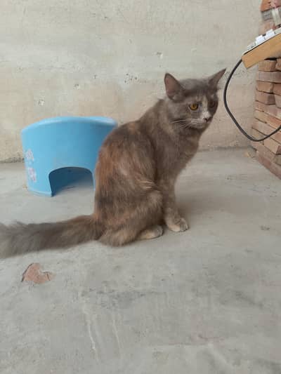 persion cat female