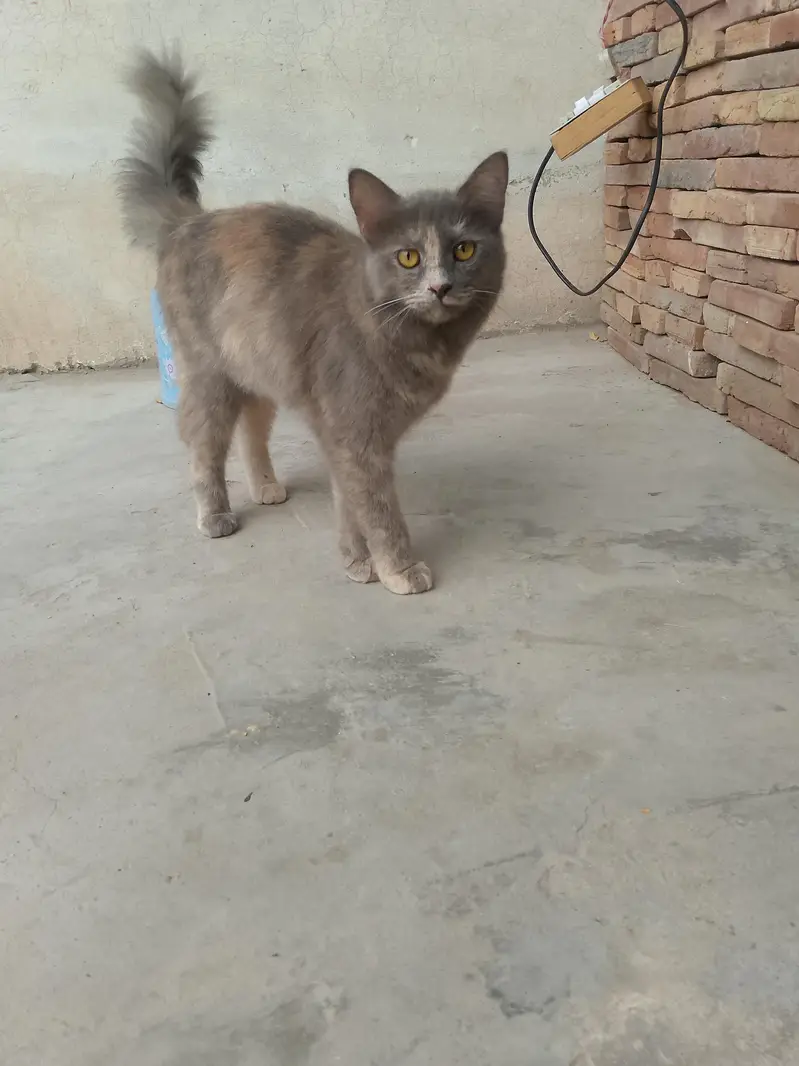 persion cat female — photo 2