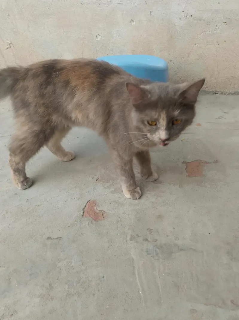 persion cat female — photo 3
