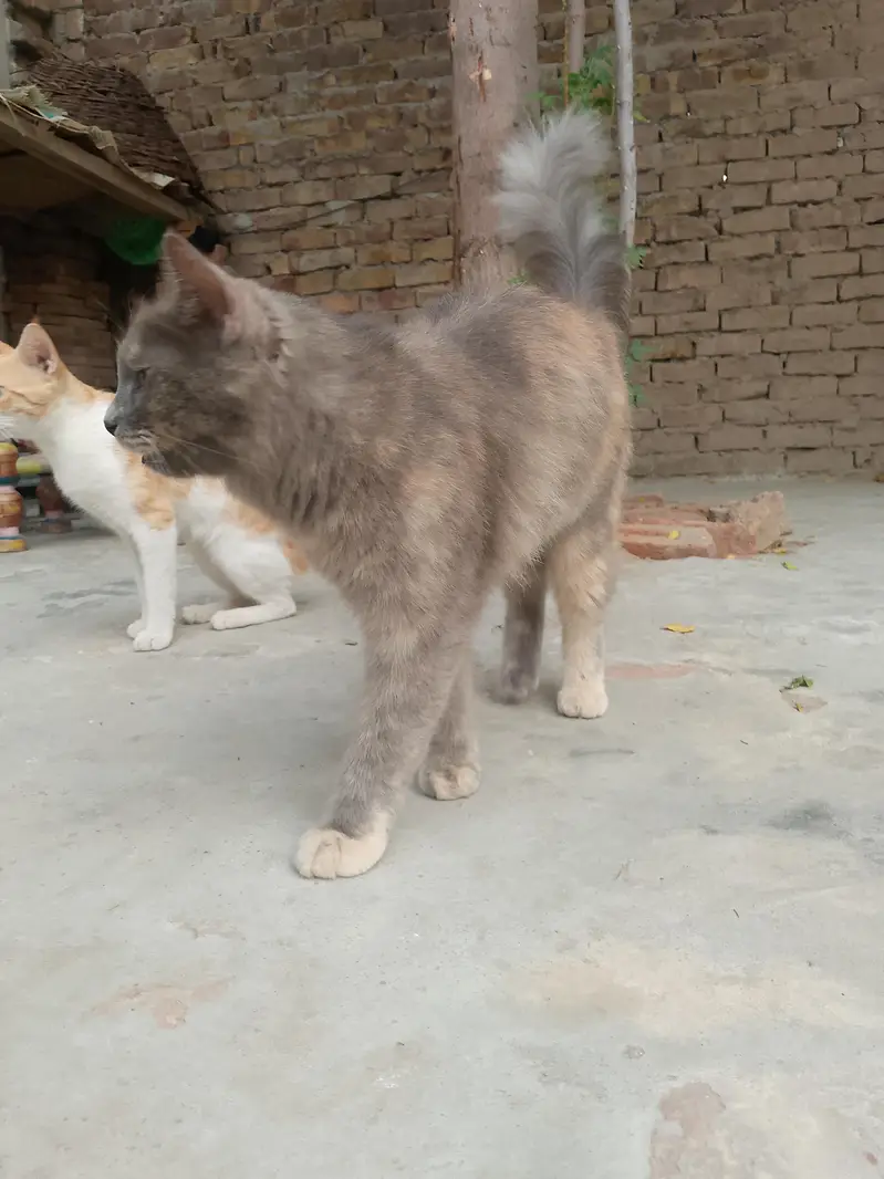 persion cat female — photo 4
