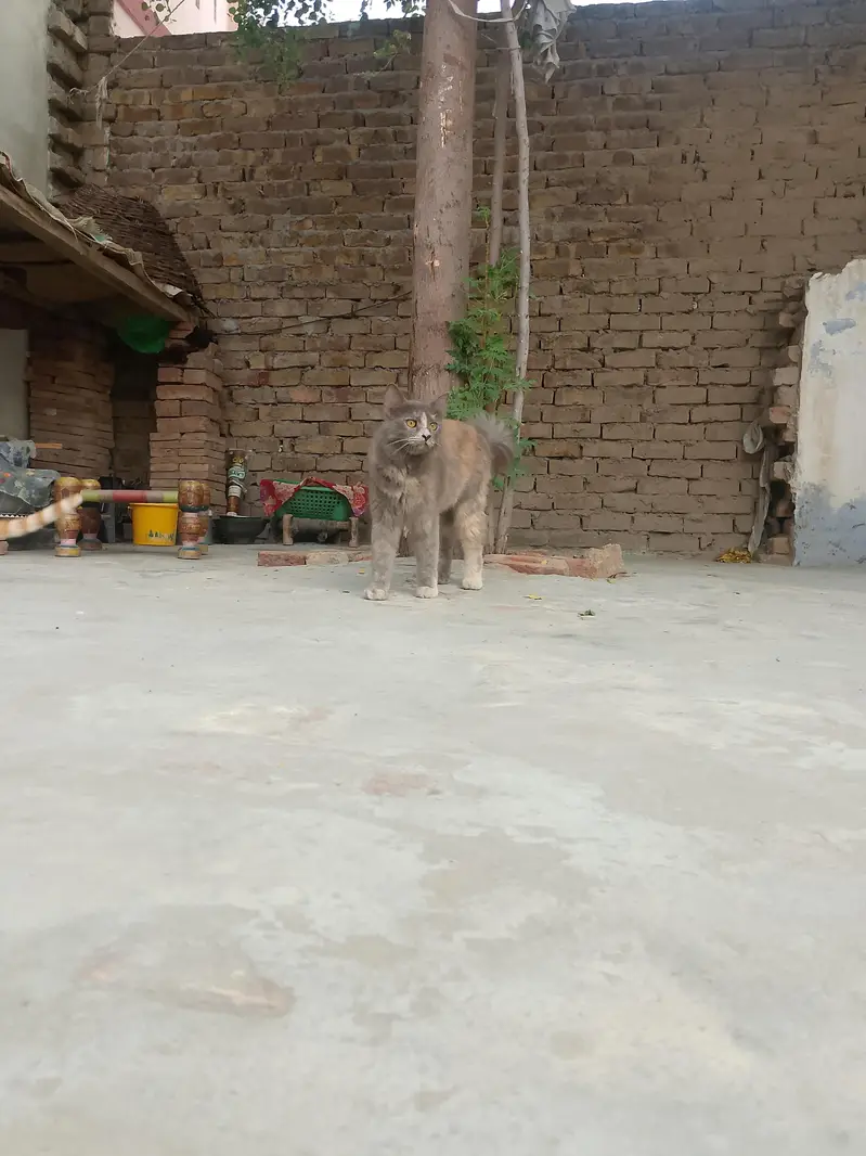 persion cat female — photo 5