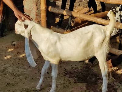 Sindhi gulabi breader quality  kid bakra