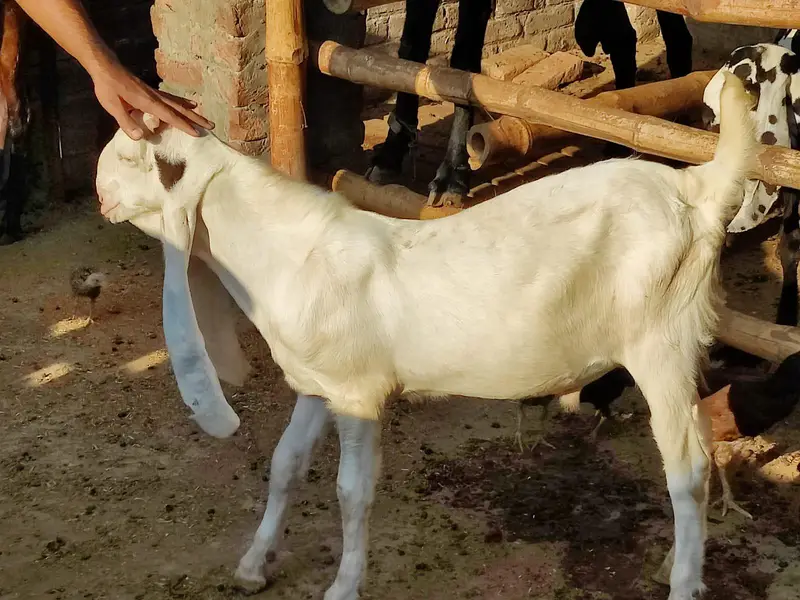 Sindhi Gulabi Breeder Quality Male Kid Bakra for Sale