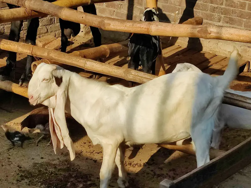 Sindhi Gulabi Breeder Quality Male Kid Bakra for Sale — photo 2