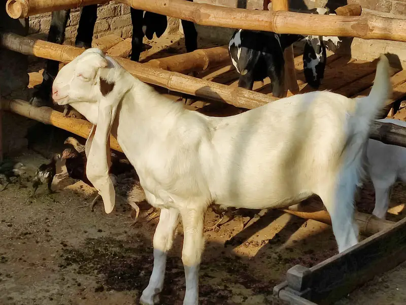 Sindhi Gulabi Breeder Quality Male Kid Bakra for Sale — photo 3