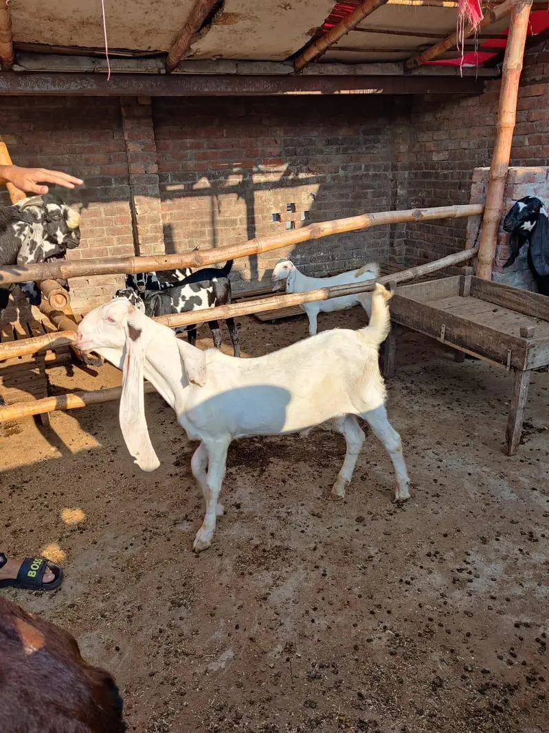 Sindhi Gulabi Breeder Quality Male Kid Bakra for Sale — photo 4