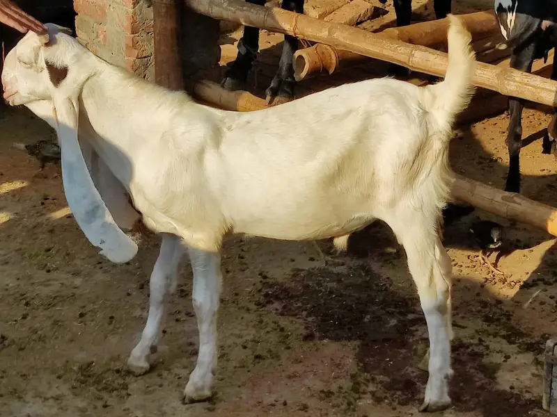 Sindhi Gulabi Breeder Quality Male Kid Bakra for Sale — photo 5