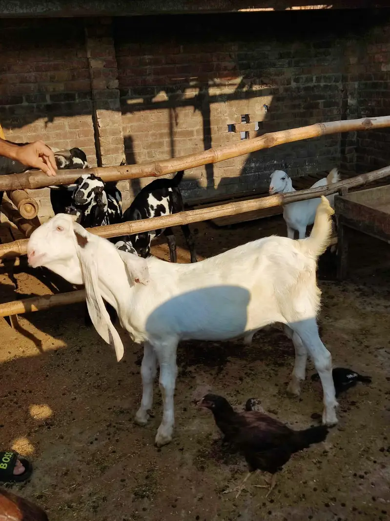Sindhi Gulabi Breeder Quality Male Kid Bakra for Sale — photo 6