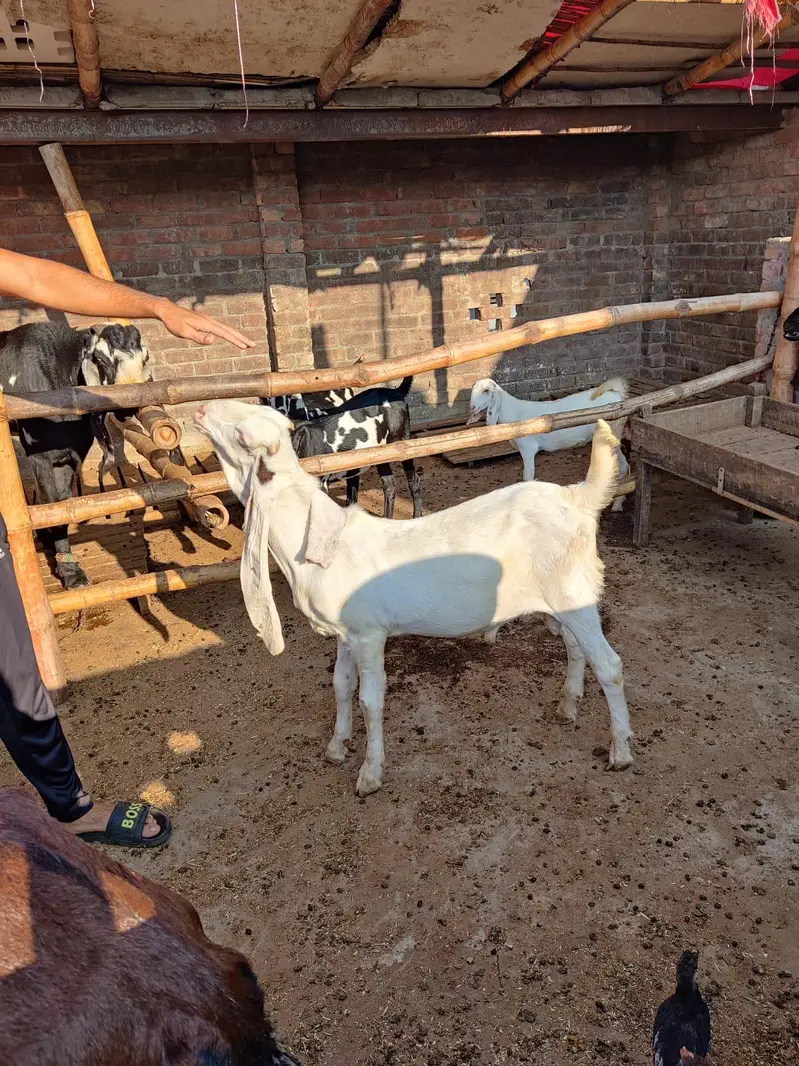 Sindhi Gulabi Breeder Quality Male Kid Bakra for Sale — photo 7
