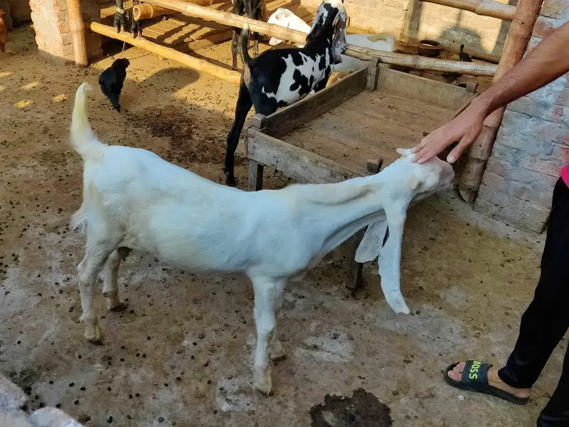 Sindhi Gulabi Breeder Quality Male Kid Bakra for Sale — photo 8