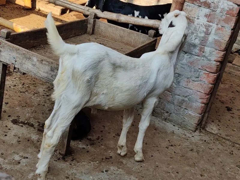 Sindhi Gulabi Breeder Quality Male Kid Bakra for Sale — photo 9