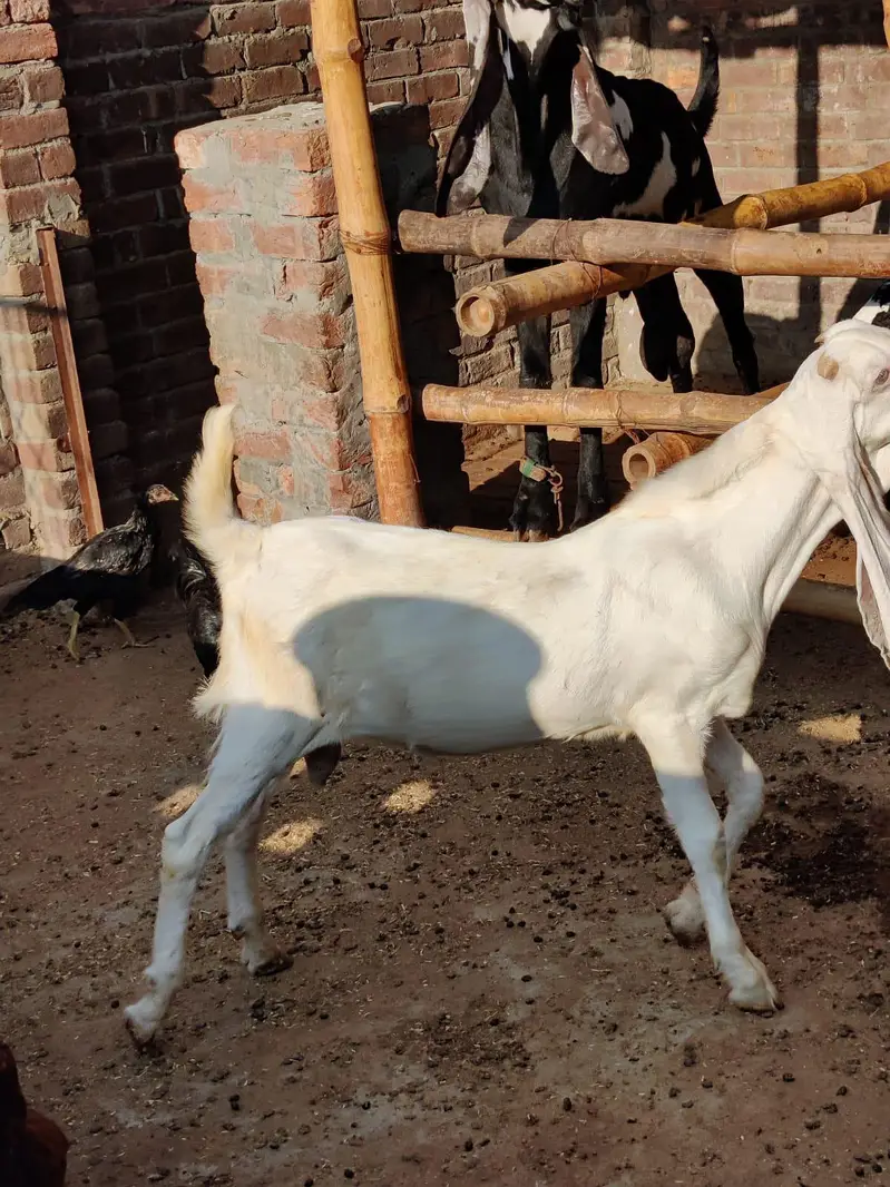 Sindhi Gulabi Breeder Quality Male Kid Bakra for Sale — photo 10