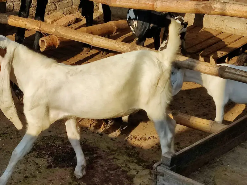 Sindhi Gulabi Breeder Quality Male Kid Bakra for Sale — photo 11