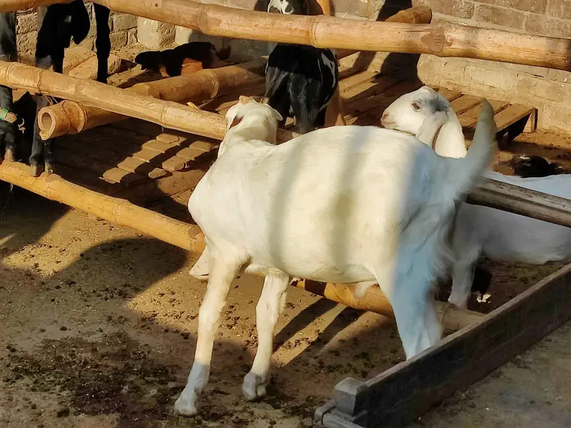 Sindhi Gulabi Breeder Quality Male Kid Bakra for Sale — photo 12
