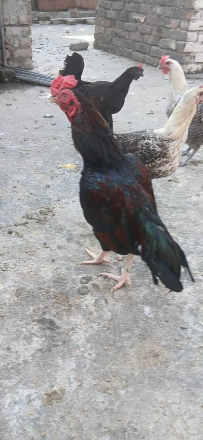 pure mianwali amroha cross murga urgent for sale