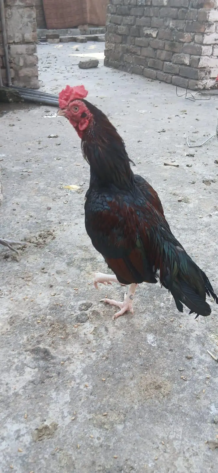 pure mianwali amroha cross murga urgent for sale — photo 2