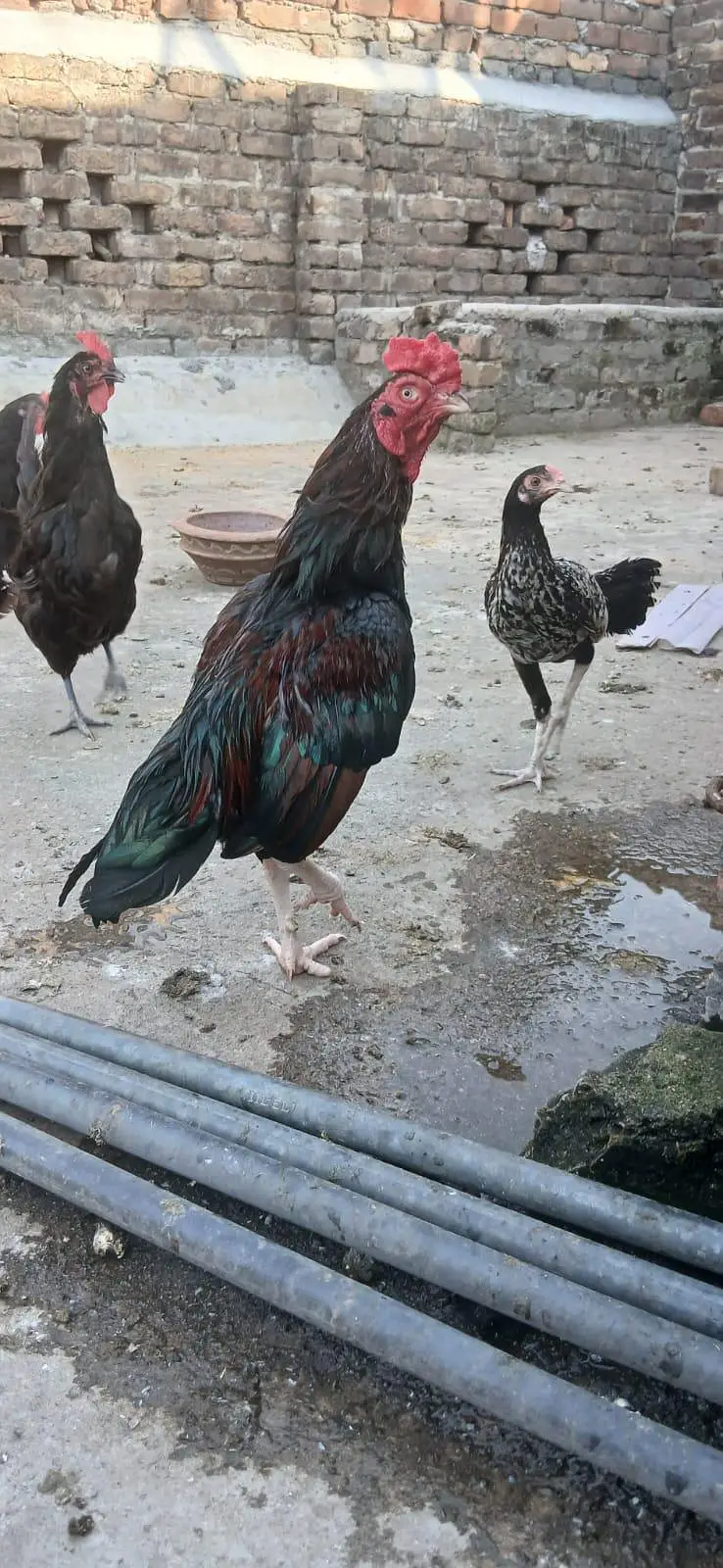 pure mianwali amroha cross murga urgent for sale — photo 3