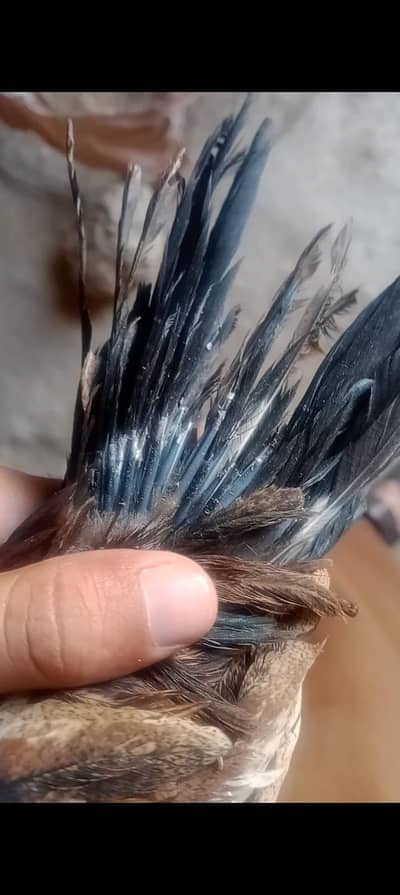 indian parot beak