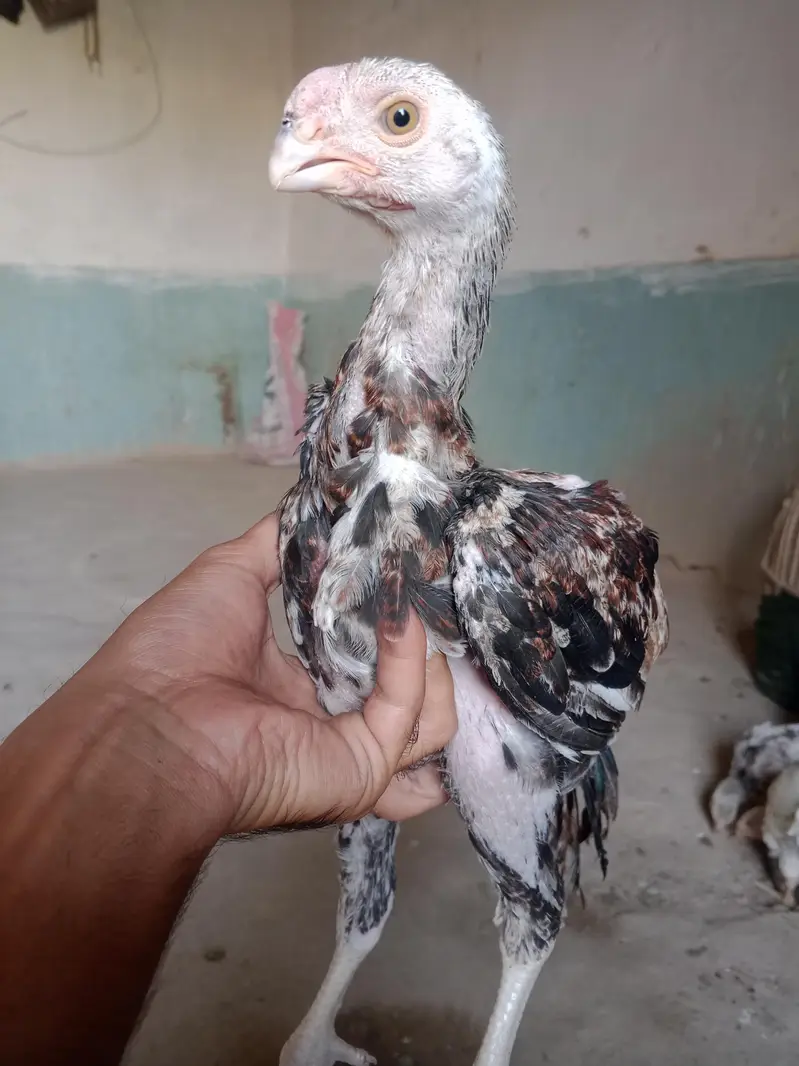 indian parot beak — photo 2