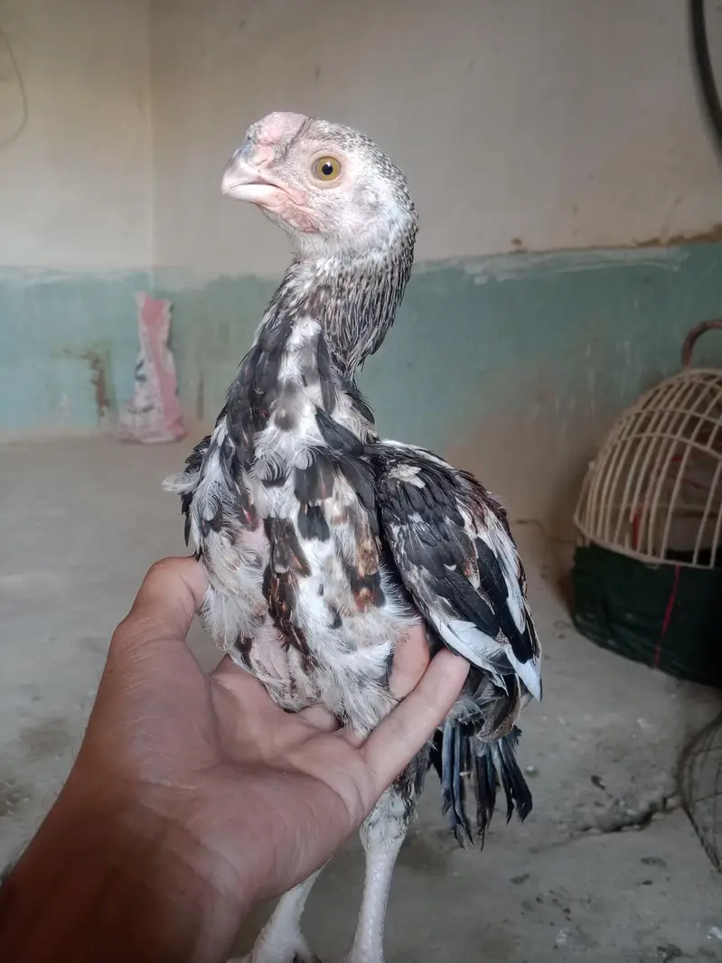 indian parot beak — photo 3