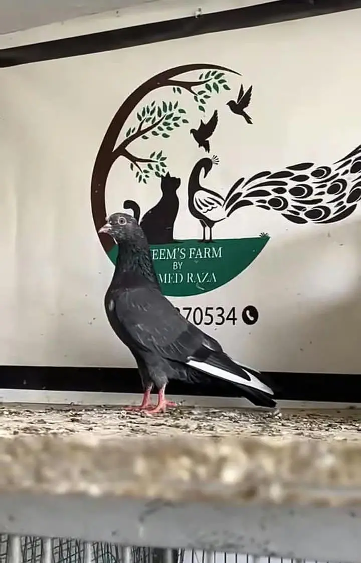1 pure dub wala pair, 1 wehshi kachoncho ka pair — photo 2