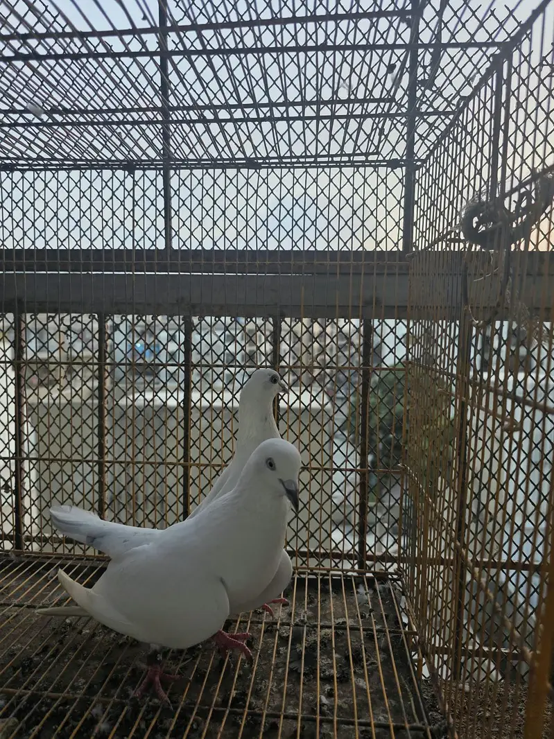 1 pure dub wala pair, 1 wehshi kachoncho ka pair — photo 3