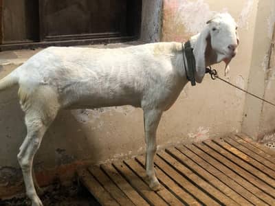 pure ranjanpuri 4 dant