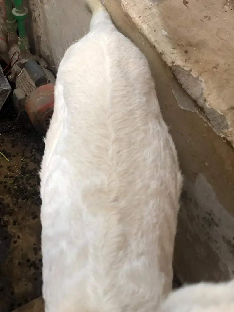 pure ranjanpuri 4 dant — photo 3