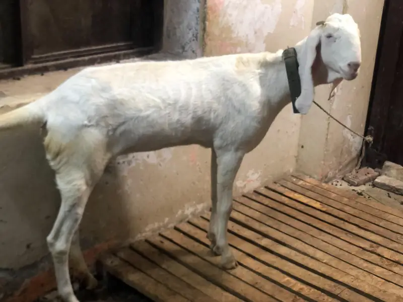 pure ranjanpuri 4 dant — photo 5