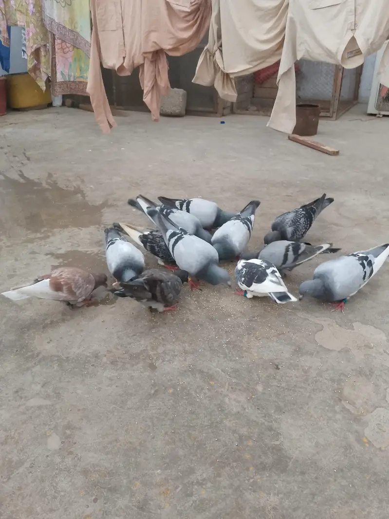 qasid pigeon — photo 3