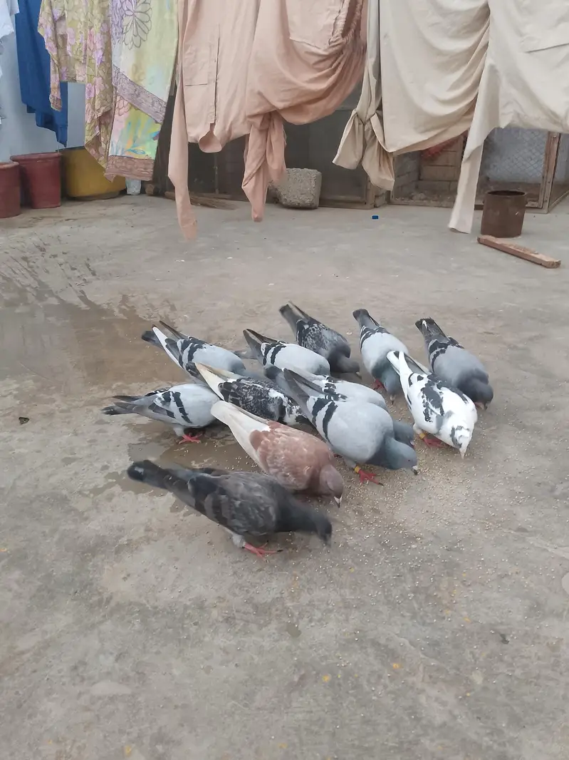 qasid pigeon — photo 4