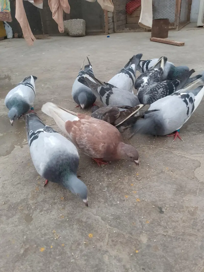 qasid pigeon — photo 5