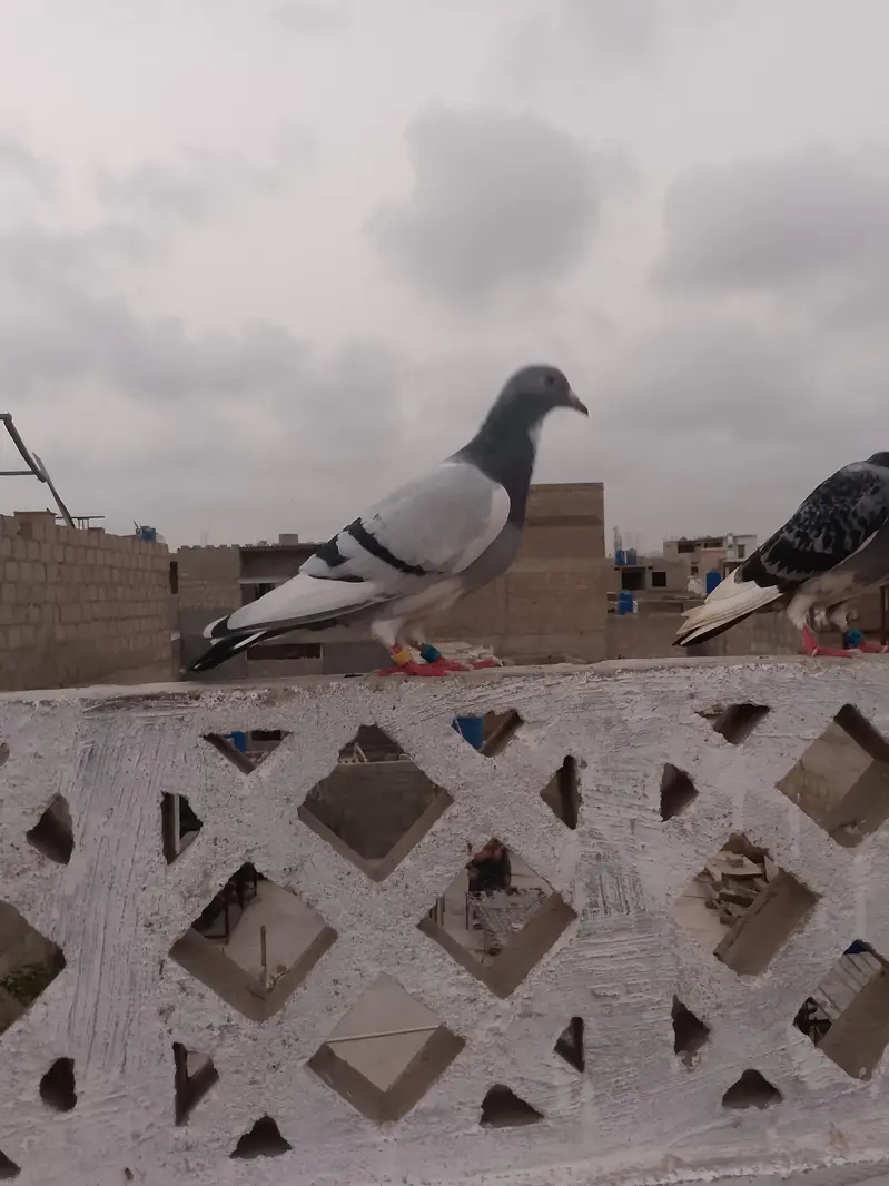 qasid pigeon — photo 7