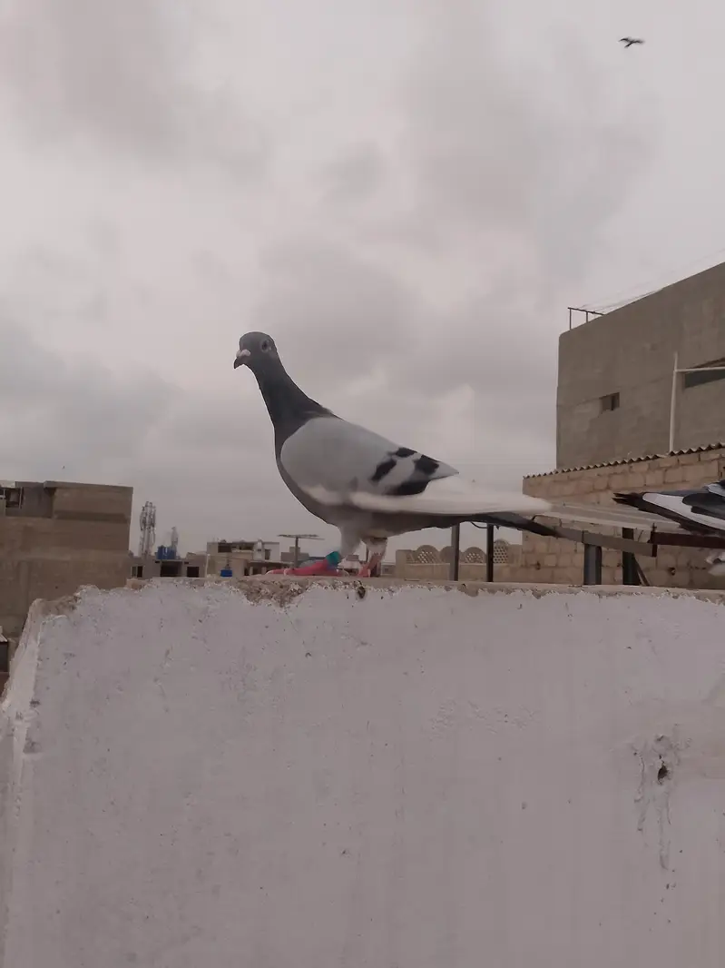 qasid pigeon — photo 12