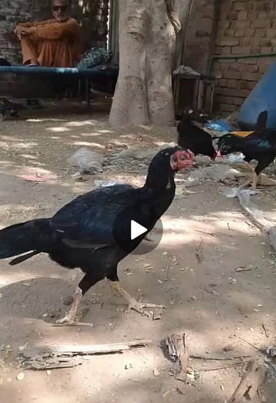 lays eggs single healthy pure breed