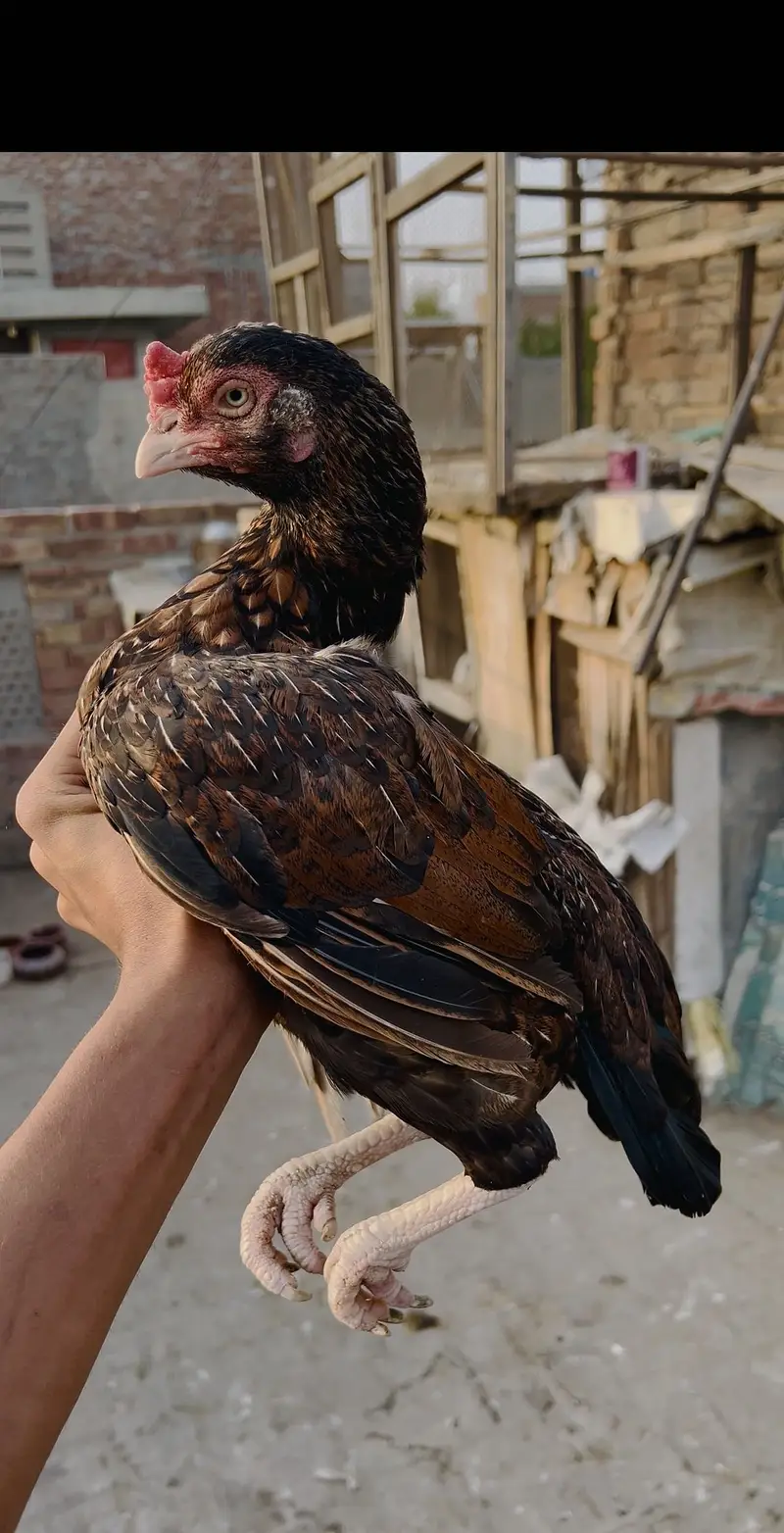marati female  03156691336 — photo 2