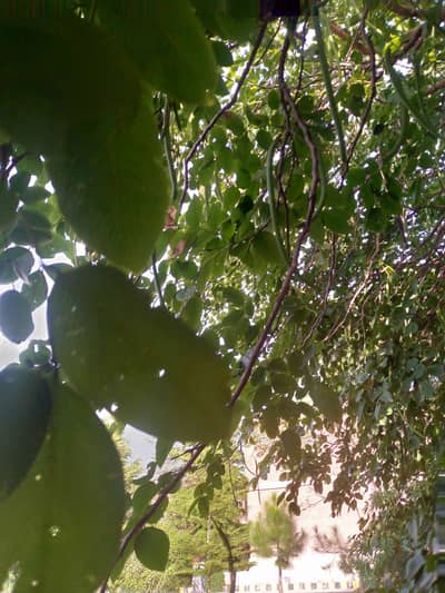 komal