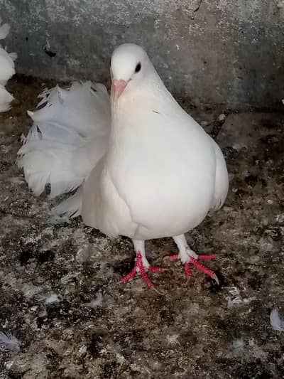 Lakha pair