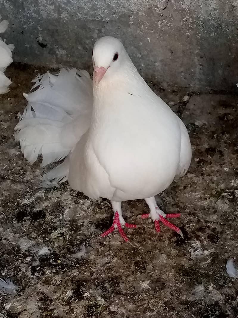 Lakha pair 0