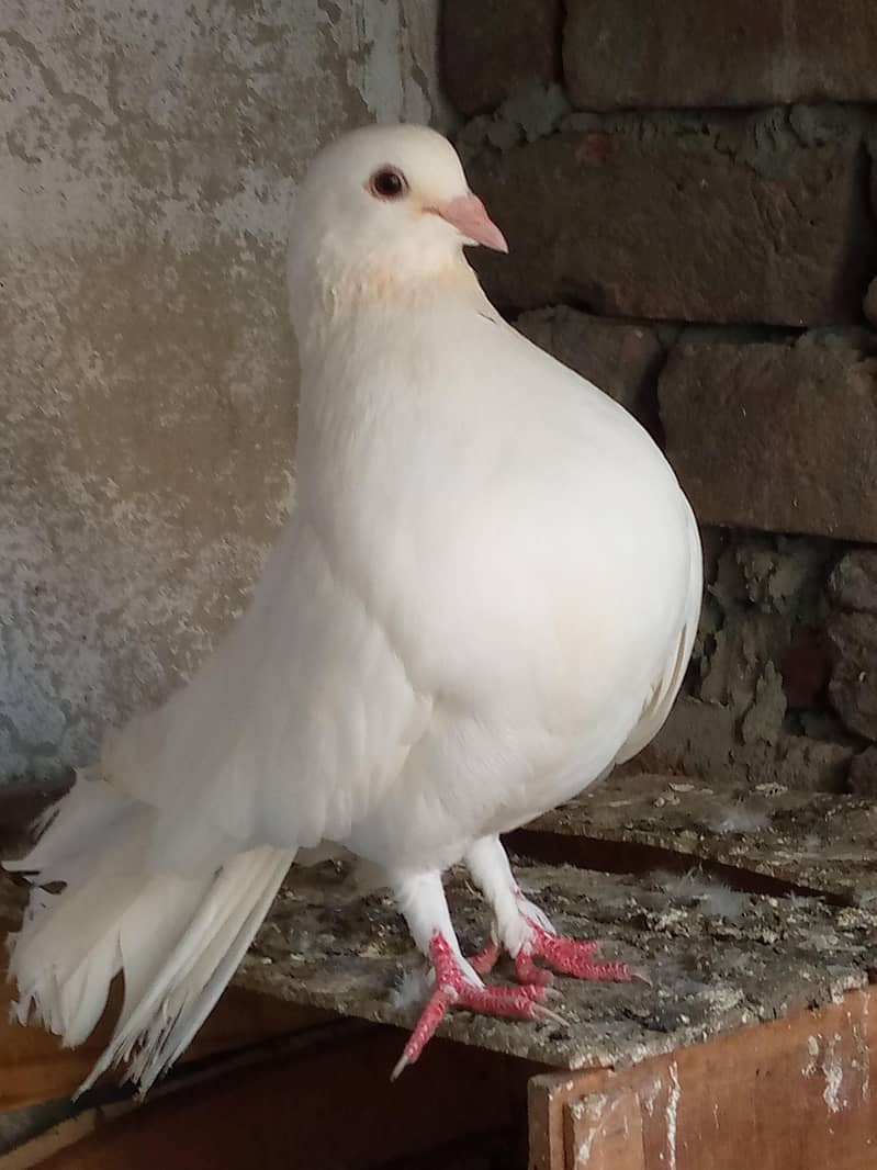Lakha pair 2