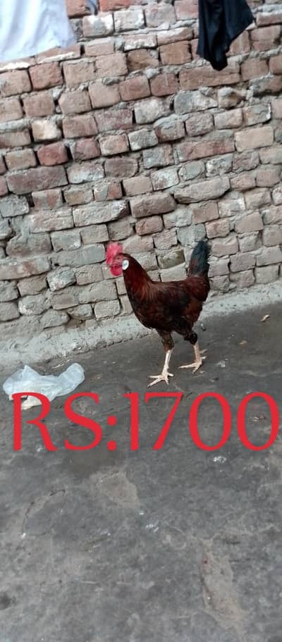 Desi 7 Murgy Or 2 Murgiyan For Sale 1700 Per Pice