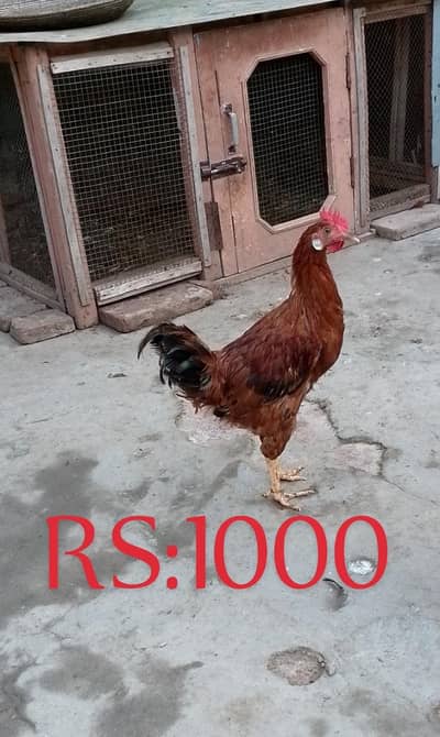 Desi 7 Murgy Or 2 Murgiyan For Sale RS:1000 Kelo