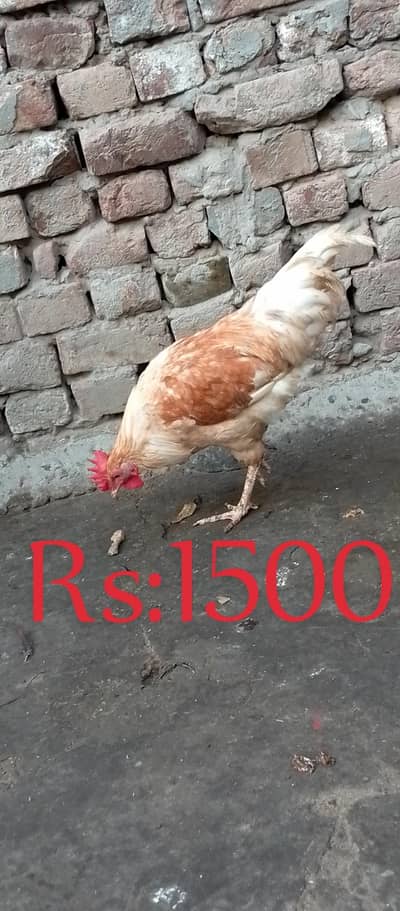 Desi 5 Murgy For Sale RS:1100 Kelo