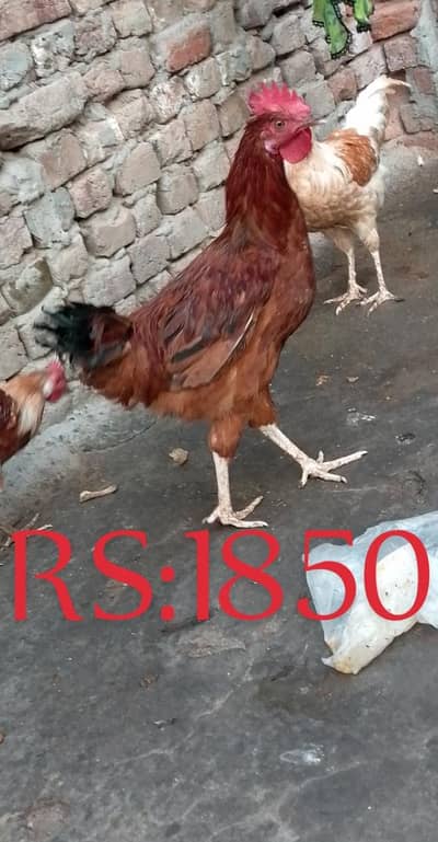 Desi 7 Murgy Or 2 Murgiyan For Sale 1850  Per Pice