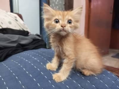 Cute Persian Kittens