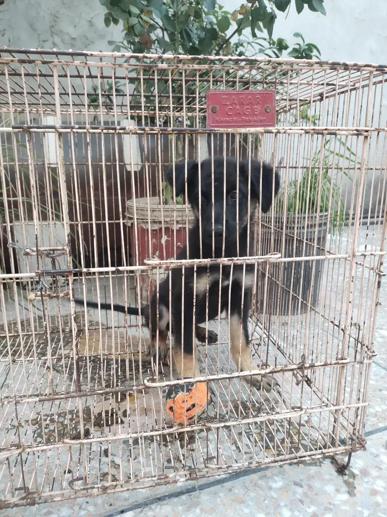 German shepherd puppy — photo 3