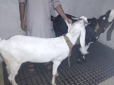 gulabi bakri