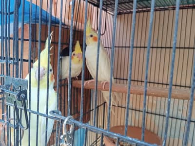 Cockatiel Creamino Lutino Pair