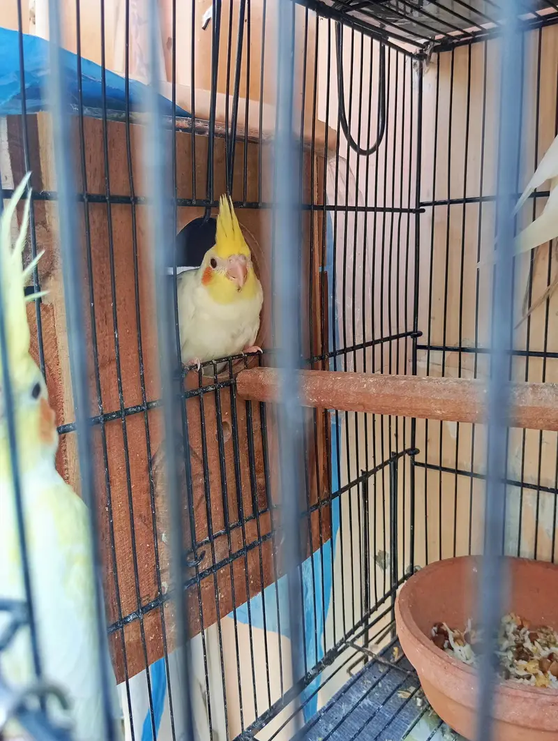 Cockatiel Creamino Lutino Pair — photo 2