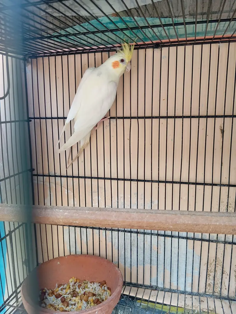 Cockatiel Creamino Lutino Pair — photo 3